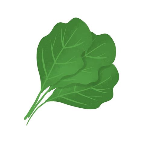 Premium Vector Spinach Vegetable Vector Isolated Hand Drawn Organic