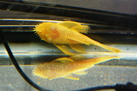 Albino Bristlenose Pleco Size – Unlocking Their Full Potential ...