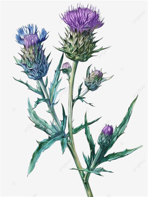 Watercolor Aster Flower Aster Flower Flowers PNG Transparent Image