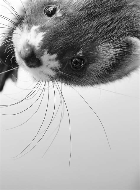 guide to ferret not eating cheap 2