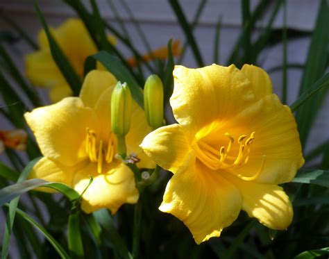 Free Images Blossom Flower Petal Colorful Yellow Narcissus