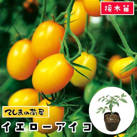 【てしまの苗】 ミニトマト苗 イエローアイコ 断根接木苗 9cmポット 野菜苗 培土 種 通販 家具とインテリアの通販