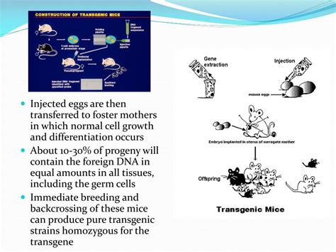 Ppt Transgenic And Knockout Mice Powerpoint Presentation Free