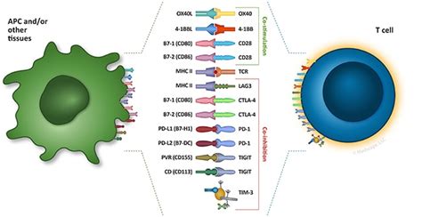 Back To The Basics Clinical Immunology And Its Implications For Cancer