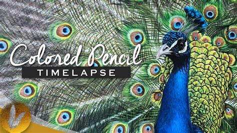 Realistic Peacock Colored Pencil Drawing Timelapse Youtube Pencil