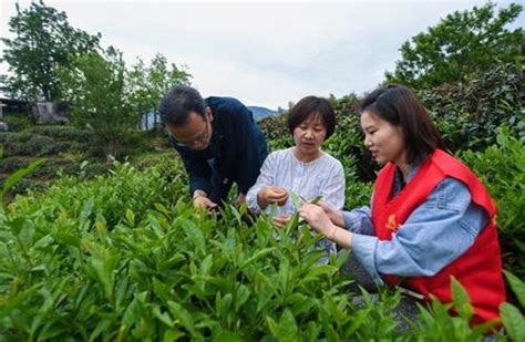 【同心·促共富】“合作社基地农户”种出村民“共富茶”澎湃号·政务澎湃新闻 The Paper