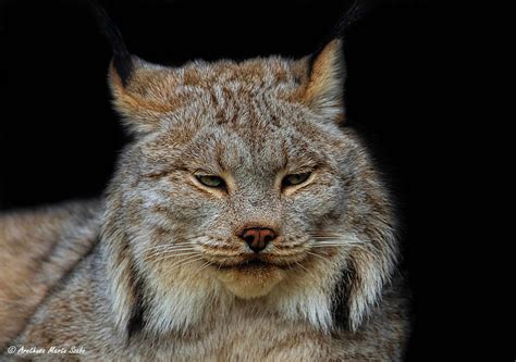 Portrait Of The Beautiful Canada Lynx Lynx Canadensis Flickr