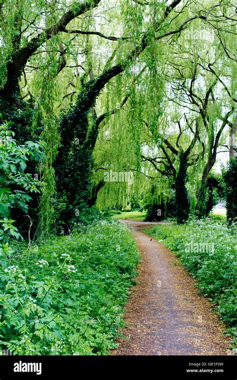 path  trees stock photo alamy