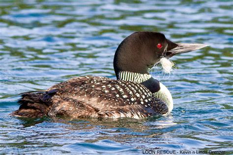 Loon In Distress? - National Loon Center Foundation