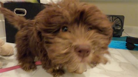 Our Sassy Puppy Bootsie Collins Youtube