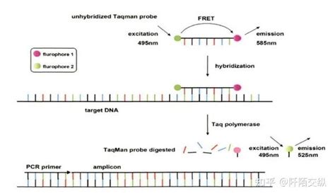 多重pcr技术解析与分享 知乎