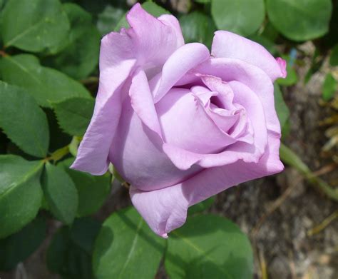 Details 200 Lavanda Rosa Planta Abzlocal Mx