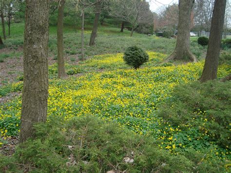 Princeton Nature Notes Random Spring Weed Identification