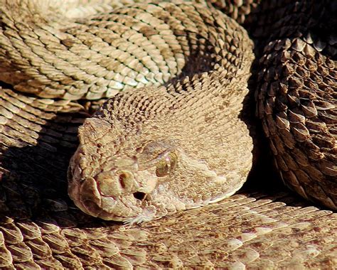 Diamondback Rattlesnake Head 062414A Photograph by Edward Dobosh | Pixels