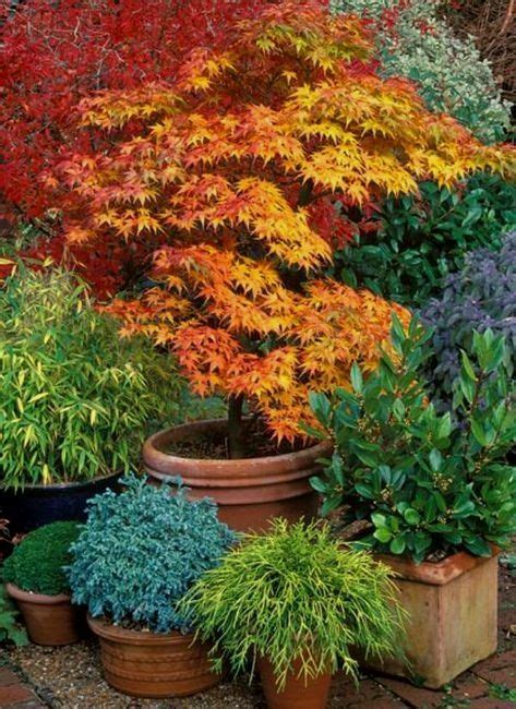 Growing Japanese Maples In Containers · Cozy Little House In 2020