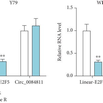 Circ Was Highly Expressed In Rb Cells And Its Loop Structure