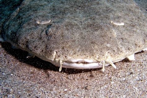 Angel Shark – "OCEAN TREASURES" Memorial Library