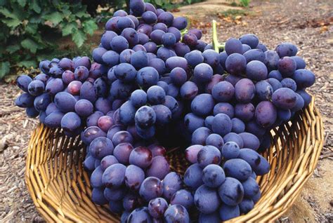 11 Popular Grape Varieties