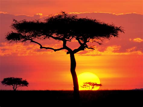 Sunset Trees Wallpapers - 4k, HD Sunset Trees Backgrounds on WallpaperBat