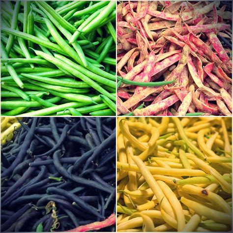 Mixed Pole Bean Seeds Canada Green Bean Yellow Bean Purple Bean