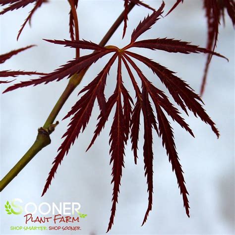 Ornatum Weeping Japanese Maple Sooner Plant Farm