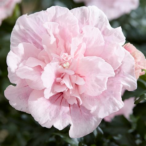 Hibiscus Syriacus Pink Chiffon Plants For Sale Free Uk Delivery Over £50