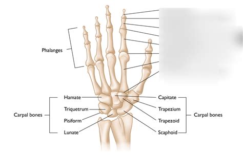 Hand Joints Diagram: Positioning Diagram | Quizlet