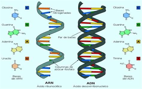 ARN 【 Tipos de ARN 】 | Carpetapedagogica.com