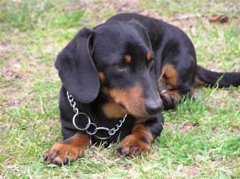 Todo sobre el perro Teckel (Salchicha, Dachshund): Precios, tipos ...