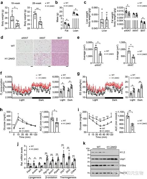 Nat Commun 武汉大学郑凌团队发现脂肪褐变新靶点 和元生物