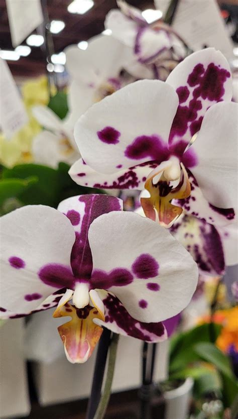 Pin By Debra Trujillo On PottingBench In 2024 Orchids Orchid Plants