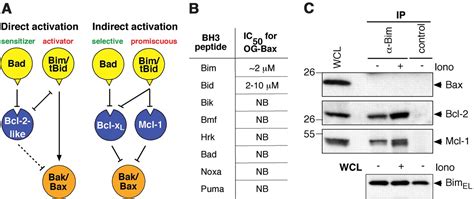 Apoptosis Initiated When Bh Ligands Engage Multiple Bcl Homologs