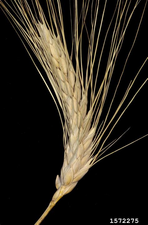 Wheat Genus Triticum