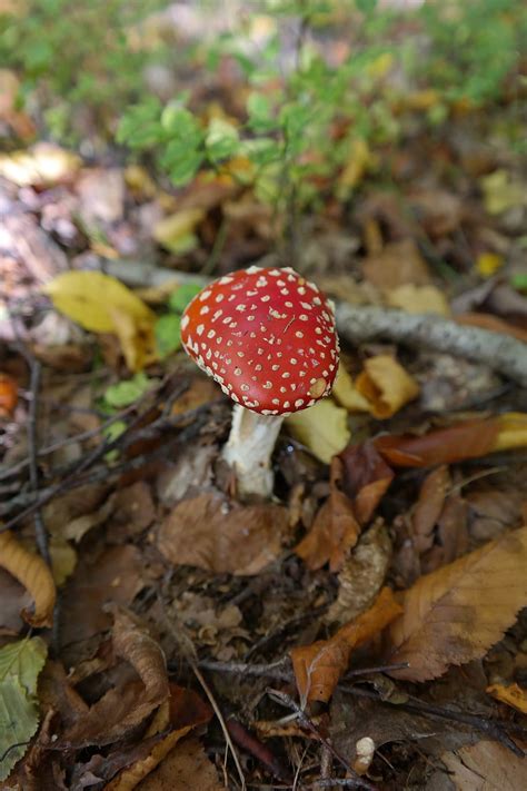 Fly Agaric Mushroom Toxic Red Spotted Amanita Muscaria Fungal