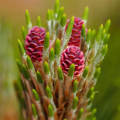 Pine Tree Flowers Photograph By Angie C Fine Art America