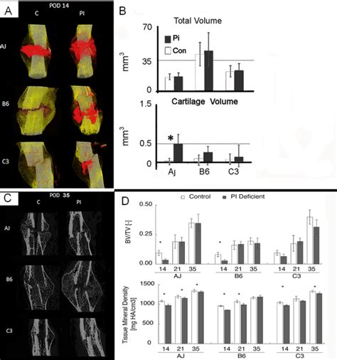 MicroCT Analysis Of Cartilage And Bone Composition With Callus Tissues