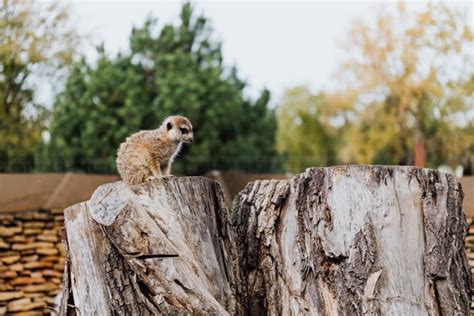 5 Effects of Deforestation on Animals | What is Green Living?