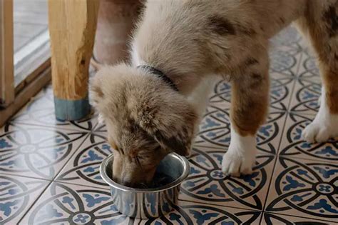 ¿tu Perro Come Muy Rápido Por Qué Es Peligroso 7 Trucos Para