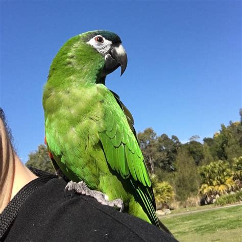 Best Hahns Macaw For Sale Sydney Parrots Farm