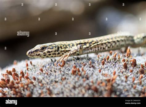 Columbretes Wall Lizard Catalan Wall Lizard Podarcis Liolepis