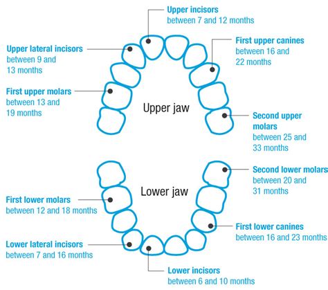 Baby Teething Timeline, The Care and Learning to Brush - The Alpha Parent