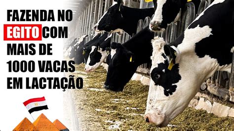 Nutrição de Vacas Leiteiras no Egito Como Superar os Desafios para