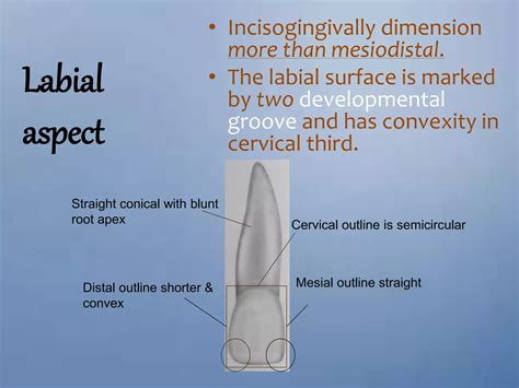 morphology of permanent teeth.pptx