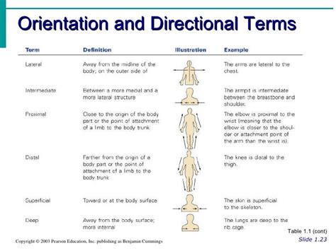 Aandp Human Body Orientation