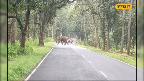 अंबिकापुर के सड़कों पर दिखा हाथियों का झुंड राहगीरों ने Video बनाकर