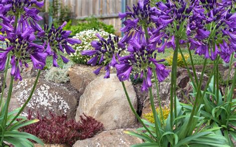 Buy Ever Amethyst Agapanthus FREE SHIPPING Wilson Bros Gardens 3