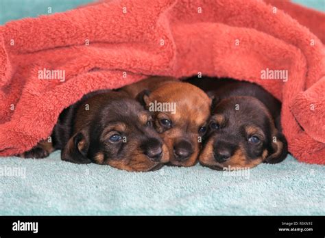 Doxen Puppies sleeping (MR Stock Photo - Alamy