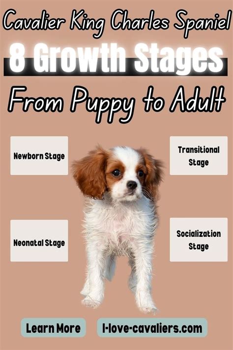 Cavalier King Charles Spaniel Growth Stages Size Weight Chart By Age