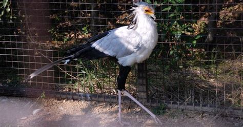 ヘビクイワシ Secretary Bird｜mayumi