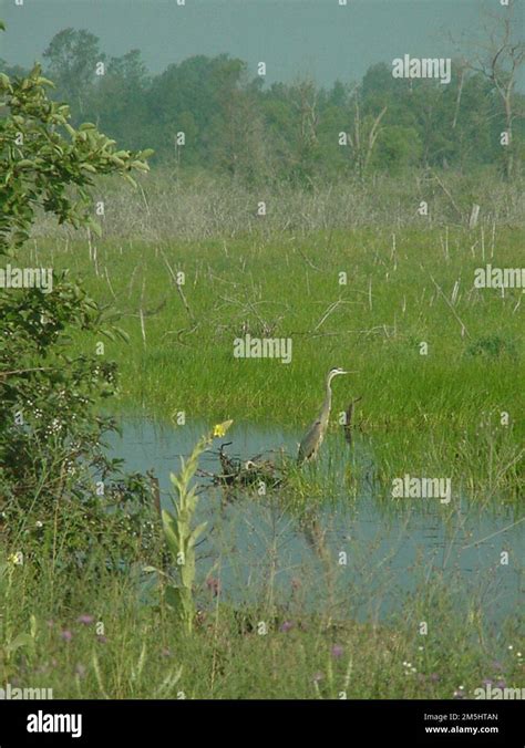 River Road Scenic Byway Great Blue Heron At Tuttle Marsh Wildlife